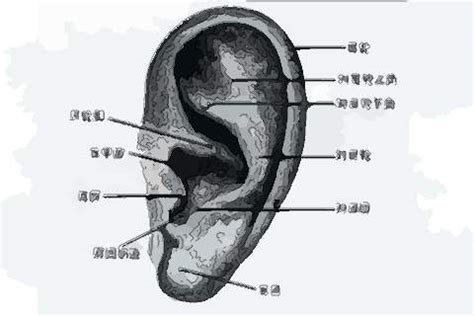 耳根有痣男|耳朵痣的位置与命运图解大全